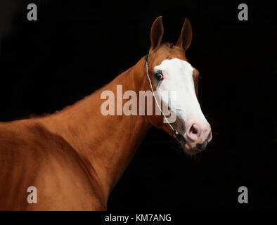 Un volto ritratto di una grazia red Quarter Horse con striscia bianca sulla faccia, su sfondo nero Foto Stock