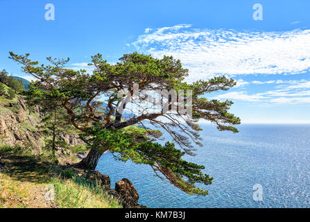Baikal. leggendario pine sul grande sentiero lungo il lago. cresce sul bordo della scogliera alta. parco nazionale. Regione di Irkutsk. russo Foto Stock