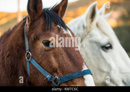 Ritratto di un marrone e un cavallo bianco in un ranch vicino a Jerte, Estremadura, Spagna al tramonto. Foto Stock