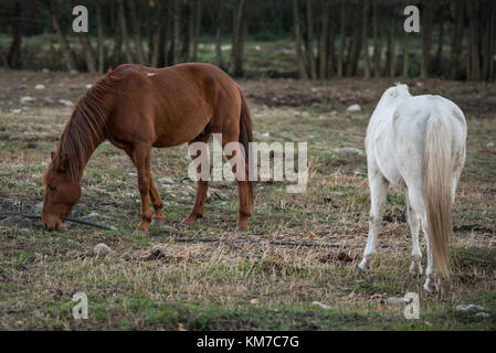 Un bianco e marrone con cavalli pascolano in un ranch vicino a Jerte, Estremadura, Spagna. Foto Stock
