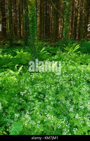 Bosco verde sul bordo della foresta castlearchdale, inferiore del Lough Erne, County Fermanagh, Irlanda del Nord. L'estate Foto Stock