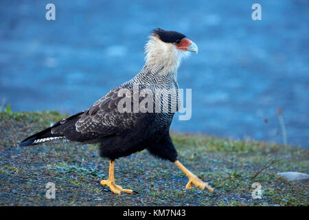 Crestato meridionale caracara (caracara plancus), il Parque Nacional Los Glaciares (area del patrimonio mondiale), Patagonia, Argentina, Sud America Foto Stock