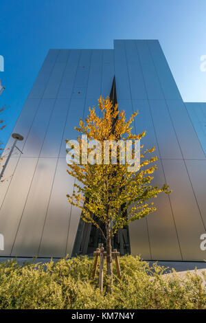 Foglie autunnali dell'albero di Ichou o Ginkgo biloba di fronte al Sumida Hokusai Museum (Sumida Hokusai Bijutsukan). Progettato Da Kazuyo Sejima. Foto Stock