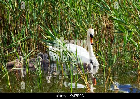 Cigno con cignette piccole sul Lough Gill vicino a Castlegregory sulla penisola di Dingle, nella contea di Kerry, nell'Irlanda occidentale. Estate Foto Stock