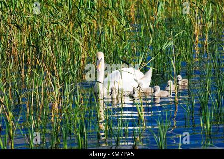 Cigno con cignette piccole sul Lough Gill vicino a Castlegregory sulla penisola di Dingle, nella contea di Kerry, nell'Irlanda occidentale. Estate Foto Stock