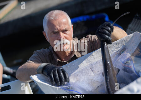 Uomo che lavora a un fishfarman Foto Stock