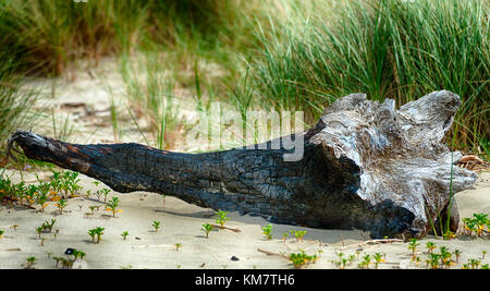 Close up di un interessante pezzo di bruciato driftwood giacente su di una spiaggia di sabbia sulla costa dell'Oregon. Foto Stock