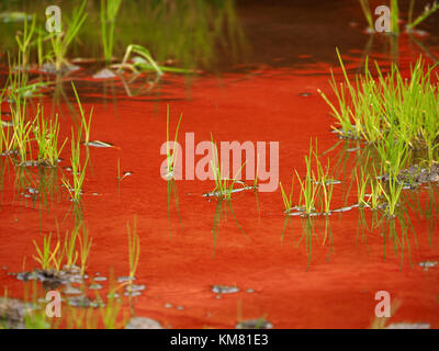 Red reflection dalla vicina Fattoria il trattore fa una pozza pulito guardare come i rifiuti tossici con contrastanti fresco verde erba crescente di rifiuti contaminati Foto Stock