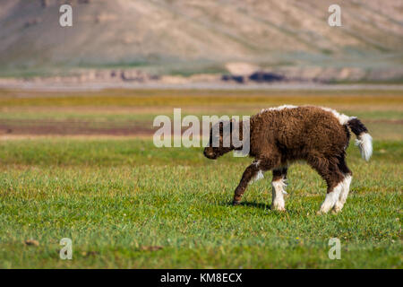 Piccolo marrone e bianco baby yak al pascolo Foto Stock