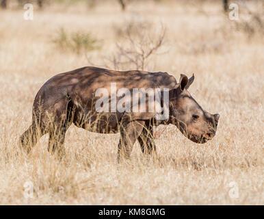 Un maschio bianco vitello di rinoceronte nel sud della savana africana Foto Stock