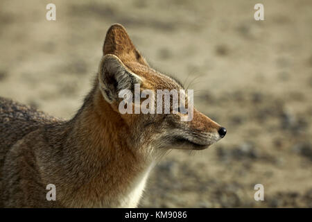 Sud Americana Gray Fox (lycalopex griseus), Patagonia, Argentina, Sud America Foto Stock