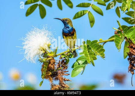 Oliva maschio-backed sunbird tenendo premuto sul ramo Foto Stock