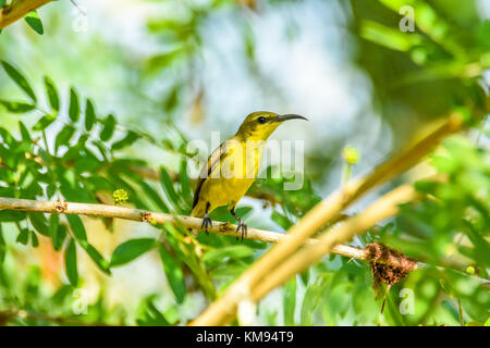 Oliva femmina-backed sunbird tenendo premuto sul ramo Foto Stock