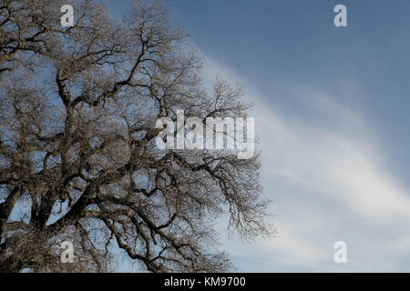 Vecchia Quercia in attesa di tempesta Foto Stock