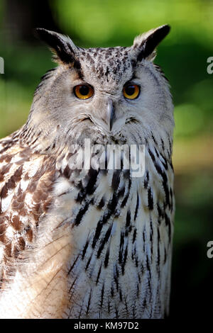 Wild giovani owl isolato su sfondo verde Foto Stock