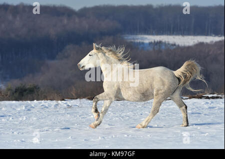 Corse di cavalli galoppo sul campo invernale Foto Stock