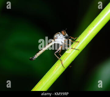 La linea zampe Robber Fly (Zosteria lineata), estremo Nord Queensland, FNQ, QLD, Australia Foto Stock