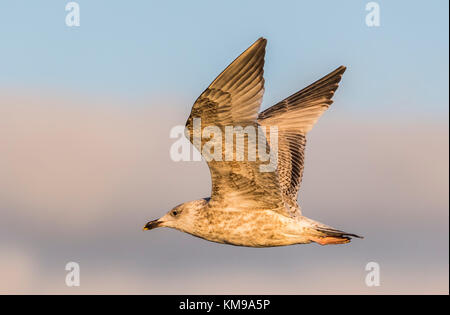 Il novellame di aringa europea gabbiano (Larus argentatus) battenti in inverno nel Regno Unito, con le sue ali fino, illuminato dal sole. Foto Stock