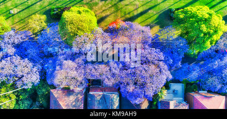Strada di fioritura degli alberi di jacaranda in residenziale sobborgo di Sydney Kirribilli in primavera in aerial top down shot. Tranquillo luogo locale con case e gree Foto Stock