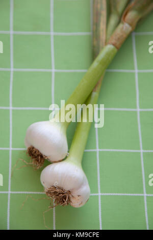 Due raccolte fresche bulbi di aglio giacente su un verde controllo massa Foto Stock