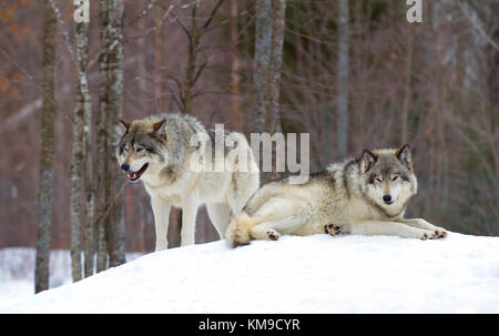 Due lupi di legname o lupi grigi (Canis lupus) in piedi accanto a ogni altra in inverno la neve in Canada Foto Stock