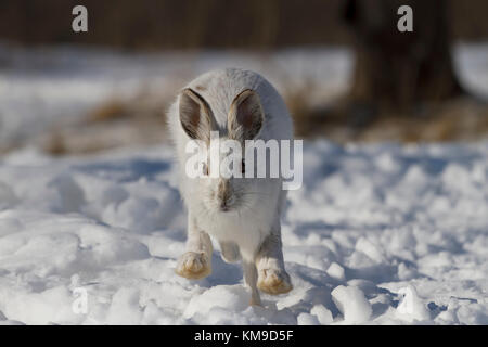 Escursioni con le racchette da neve o lepre variabile lepre (Lepus americanus) acceso in inverno la neve in Canada Foto Stock