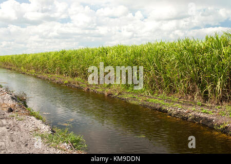 La maturazione di canna da zucchero del campo , canale di irrigazione. 'Saccharum officinarum'. Foto Stock