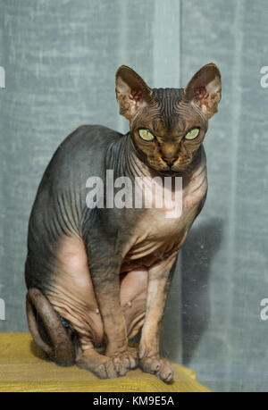 Ritratto di un gatto sphynx seduto su un tavolo Foto Stock