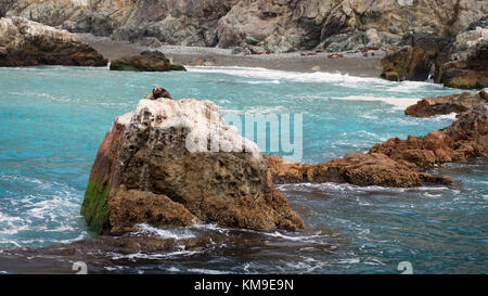 Sea Lion (Otariinae) su una roccia, Santa Catalina, California, Stati Uniti Foto Stock