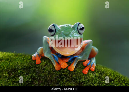 Ritratto di un albero Javan rana ridendo, Indonesia Foto Stock