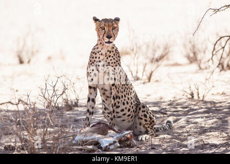 Cheetah seduto da un kill, Kgalagadi Parco transfrontaliero, Sud Africa Foto Stock