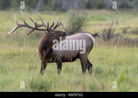 Male Elk, Rocky Mountain National Park, Grand Lake, Colorado, Stati Uniti Foto Stock