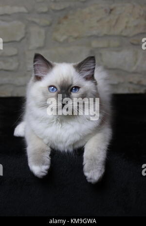 Gattini ragdoll, blue eyed gattini Foto Stock