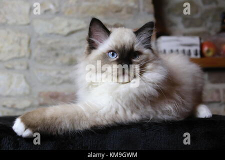 Gattini ragdoll, blue eyed gattini Foto Stock