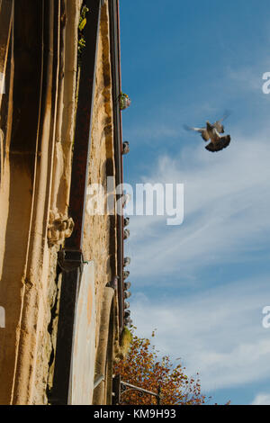 Un gregge di piccioni selvatici arroccato su di un edificio storico con un piccione venuta in terra. Foto Stock