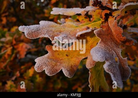 Foglie di quercia dorata Autunno colori su albero coperto di brina Foto Stock