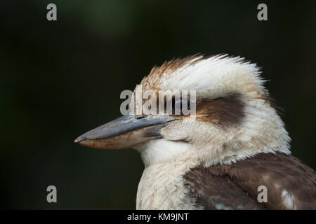 Ridendo kookaburra (Dacelo novaeguineae) uccello adulto testa ritratto, Sydney, Nuovo Galles del Sud, Australia Foto Stock