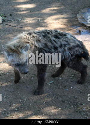 Lion Park, Spotted Hyena passeggiate, Crocuta crocuta Foto Stock