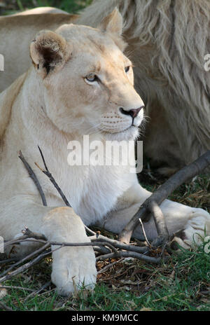 Lion Park, White Lion e leonessa sdraiati sull'erba, leonessa a giocare con un bastone, Panthera leo krugeri Foto Stock