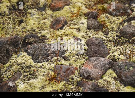 Il leggendario Tongariro via (Tongariro Alpine Crossing) nel Parco Nazionale di Tongariro richiede un sacco di potenza. Per molti la Nuova Zelanda i viaggiatori il percorso sulla North Island è un programma obbligatorio. (05 febbraio 2016) | utilizzo in tutto il mondo Foto Stock