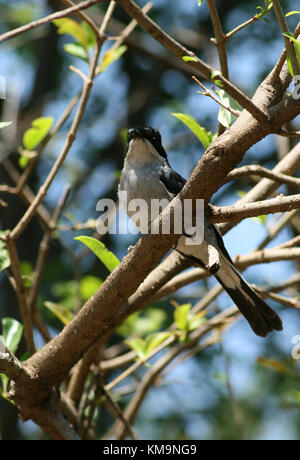 Lion Park, maschio Flycatcher fiscale seduto su un ramo, Sigelus silens Foto Stock