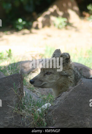 Lion Park, la testa di un lato-striped jackal, Canis adustus Foto Stock