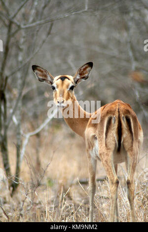 Parco Nazionale di Kruger, unica donna impala standing, Aepyceros melampus, Marloth Park Foto Stock