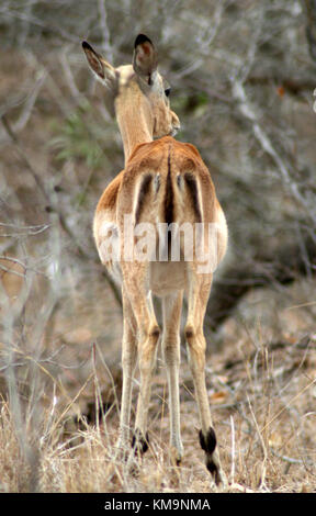 Parco Nazionale di Kruger, vista posteriore di una donna single impala standing, Aepyceros melampus, Marloth Park Foto Stock