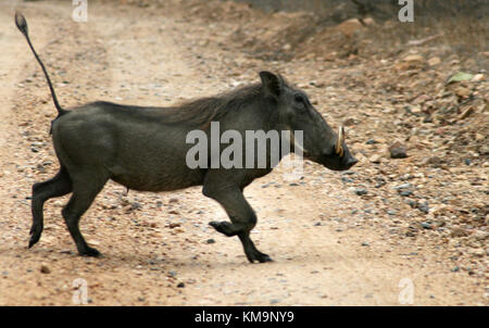 Parco Nazionale di Kruger, warthog in esecuzione su strada sterrata, Phacochoerus africanus, Marloth Park Foto Stock