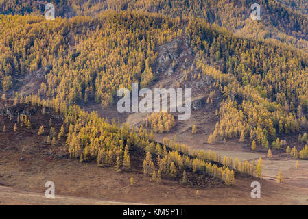 Autunno paesaggio di montagna. Larice giallo sullo sfondo delle gamme della montagna. Russia, Altai Repubblica. Foto Stock