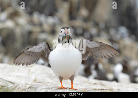 Atlantic puffin (fratercula arctica) con pesce pescato nel becco, guardando la telecamera, farne islands, Northumberland, Inghilterra, Regno Unito. Foto Stock