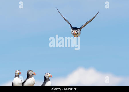 Atlantic puffin (fratercula arctica) volando sopra la colonia, farne islands, Northumberland, Inghilterra, Regno Unito. Foto Stock