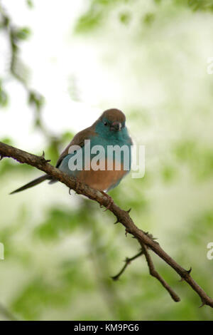 Parco Nazionale di Kruger, Marloth Park, Blue waxbill seduto su un ramo, Uraeginthus angolensis Foto Stock