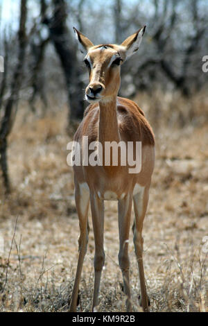 Parco Nazionale di Kruger, unica donna impala standing, Aepyceros melampus Foto Stock